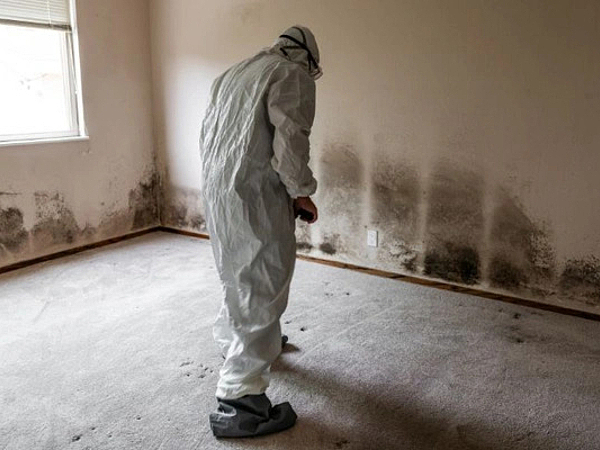 Common Signs It’s Time to Schedule a Mold Inspection in Anaheim